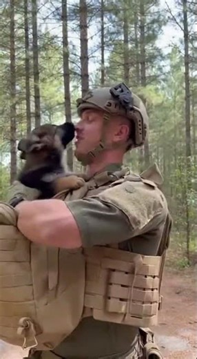 #puppy Royal German Shepherd Puppy Backpack Adventure