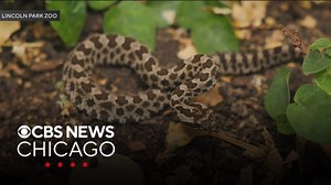 Lincoln Park Zoo welcomes 9 eastern massasauga rattlesnake hatchlings
