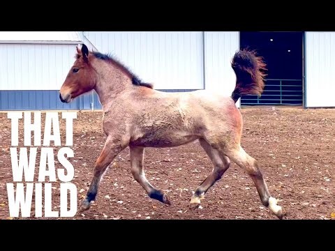 Shocking Twist! What Happened the Moment My Foal Stepped into the Paddock?!