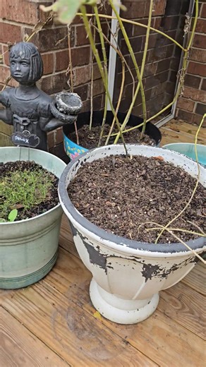 Backyard Gardens 🩵🐾🌹 | Melody Cooke