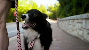 Do Dogs Love Us or do They Just Want Treats?