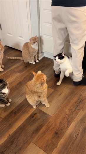 So much chaos🤣 Dinner time with the wonky family! #dinnertime #catseating #wobblycat