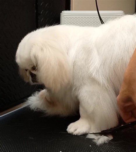 This is what a well behaved dog looks for grooming, extra points because it's his front feet! I admire this little guy's excellent behavior!💕🎀💯🐶💖 | Paws n Tails Mobile Dog Grooming