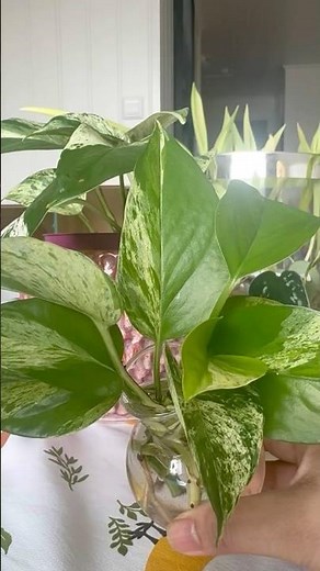 Propagating my Pothos plant using water🌿 #pothosplant #pothosmoneyplants #pothospropagation #pothos