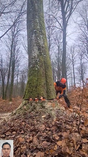 Professional Tree Felling Using Wedges | Satisfying Chainsaw Cut 🌲💪