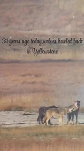 31 years ago today, January 12, 1995, wolves howled their way back into Yellowstone restoring balance to a wild heart that had missed them for decades. As a Montana wildlife photographer and wolf advocate, having heard this chorus through my lens reminds me why their voices still echo across Yellowstone These howls aren’t just sound they’re stories of packs thriving, elk herds healthier, and rivers reshaping from stronger banks. But with hunting pressures rising around the Greater Yellowstone Ec