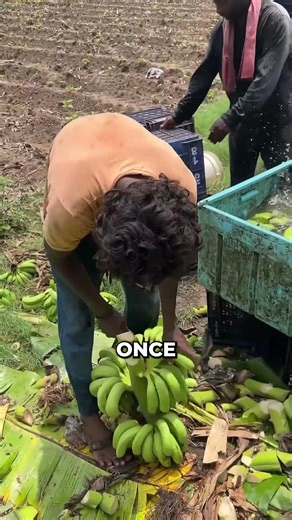 Why Banana Trees Get CUT After Fruiting