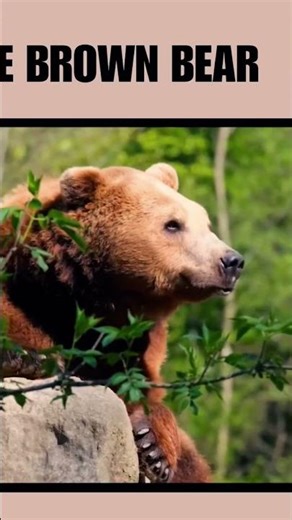 The Brown Bear. #animalfacts #bears