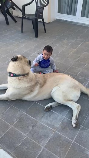 ASLANLAR 🦁🦁 #kangal #yavrukangal #aslanlar #paris #kesfet
