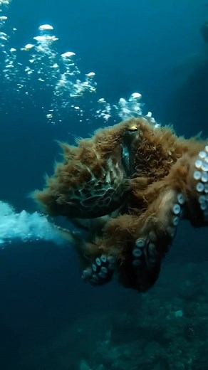 2.6K views · 14 reactions | What kind of octupos is this? #reelsfypシ #seacreatures #oceanlife #octupos #underwaterphotography | Deep Sea Fishing Experts | Facebook