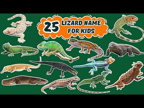 This is a Gecko, Chameleon, Iguana & 25 Amazing Lizards! 🦎 Fun Facts for Kids | Learn Animals