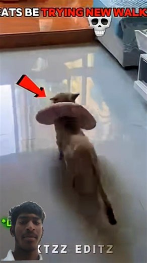 CATS BE TRYING WALKING... #trending #shorts #animals #viralvideo