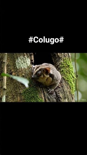 Colugo, known as “flying lemur,” is a tree-dwelling mammal found in rainforests of Southeast Asia.
