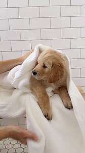 Our signature Bath Collection. Elevated essentials. Irresistible softness. Puppies not included (but highly recommended). | Cozy Earth