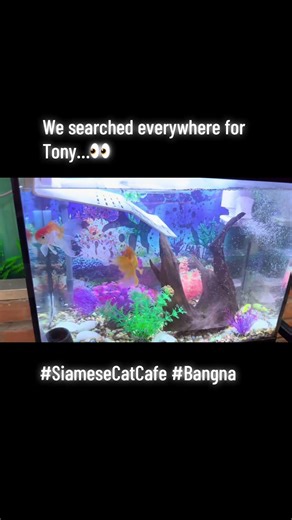 What happens when a cat café has a turtle friend?He acts like the manager of the fish department. 🐢