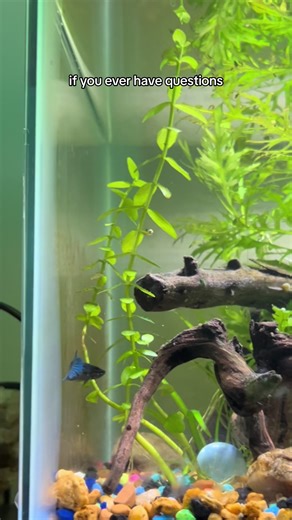 Best Betta Fish Tank Setup Guide: 5 Gallon Tank Tips