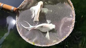 2.5K views · 111 reactions | Platinum King Balloon Molly Blue Eyes 殺殺 | The Koi and Goldfish Factory | Facebook