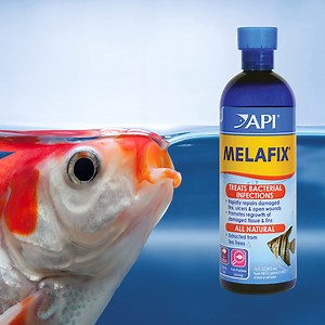 Watch API Melafix Fish Bacterial Infection Remedy on Amazon Live