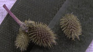 Stachelige Früchte von Cocklebur (Xanthium strumarium),: Stockvideos & Filmmaterial (100 % lizenzfrei) 3913209769 | Shutterstock
