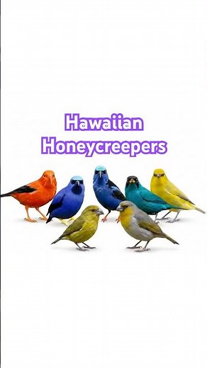 Hawaiian Honeycreepers: living proof of evolution!/