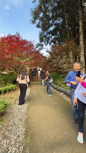 Super red maple tree 😏🍁 | Eros Millera