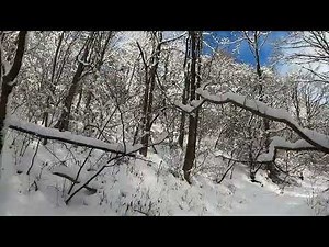 軽井沢野鳥の森雪山散歩February 11, 2022 Karuizawa Wild Bird Forest Snow Mountain Walk