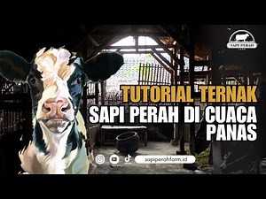 TERNAK SAPI PERAH DI CUACA PANAS !! HANYA ADA DISINI !!