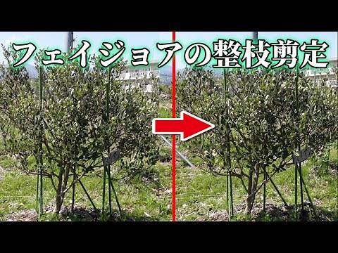 How to prune feijoa. Practical guide [feijoa]