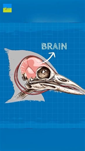 World's dangerous bird 🤯