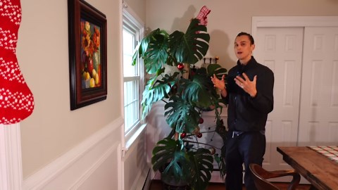 12 best large houseplants to grow - low maintenance indoor plants