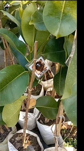 #KG 10 Jamun plants (Syzygium cumini)#gardening #shortsviral