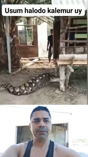Giant python living its best life in the pigsty!