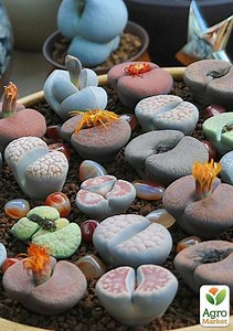 Літопс суміш "Зайчики" ТМ "Vesna Exclusive" 30шт купити поштою в Одесі, Києві, Україні | Agro-Market