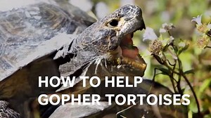 Keep an eye out for the Florida gopher tortoise, a threatened species