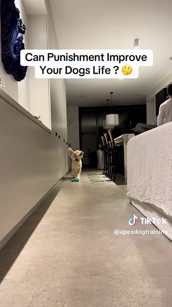 Improving Your Dog's Life with Effective Training Techniques