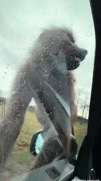 Monkeys Wrecking The Car🐒