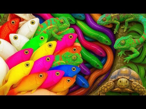 Catching discus fish from a massive rainbow egg! 🎨🐠