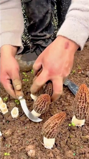 Harvesting Fresh Morel Mushrooms Carefully Using a Small Knife for Clean Cutting #shorts