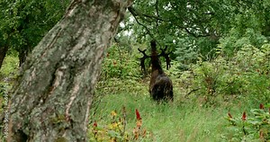 An adult moose with impressive antlers is eating leaves off of low hanging branches.