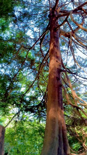 49 reactions · 21 comments | A forest tree is a tree that grows in a...