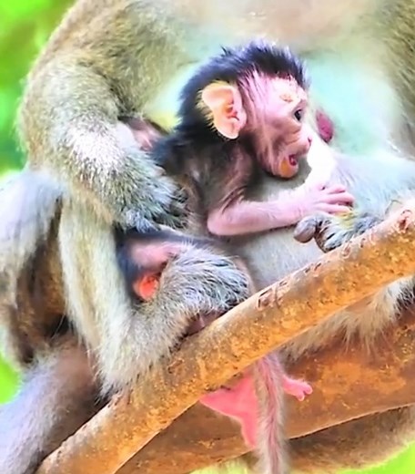 31K views · 468 reactions | Get rid of feces first .. !!! Newborn monkeys try hard to knock it out #cutemonkey | Cute Monkey | Facebook