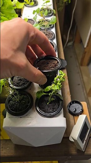 How to Plant in a Hydroponic System