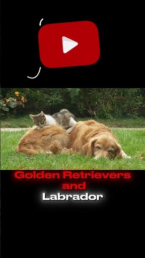 Top 10 Dog Breeds That Get Along with Cats!