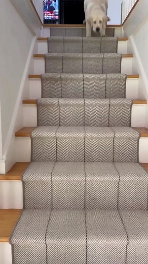 Labrador Retriever Cuteness Overload