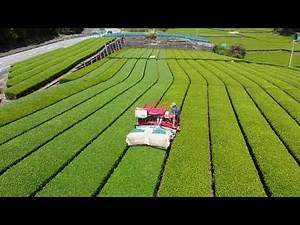 乗用茶摘採機（その2）