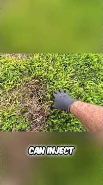 Lawns Spongy? Why Thatch Is Killing Your Grass! #shorts