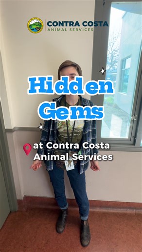 Discover Hidden Gems at Contra Costa Animal Services