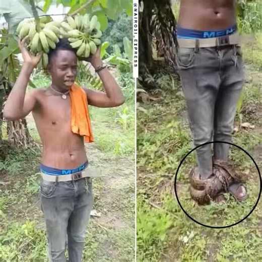 Kill a rock python. Wound the dead python round a guy's leg.Give the guy two bunches of bananaSet camera and record.Claim that one magical power or witchcraft is involved.Do they realize that rock python is not a gentle snake and would not be still like that, if it was alive?