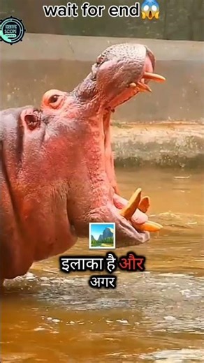 World’s Most Dangerous Poop?😱 Hippo Poop Explained 🦛💩 #sciencefacts #youtubeshorts #facts #HippoPoop