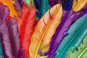 7 Surprising Facts About Feathers – Hummingbirds Info
